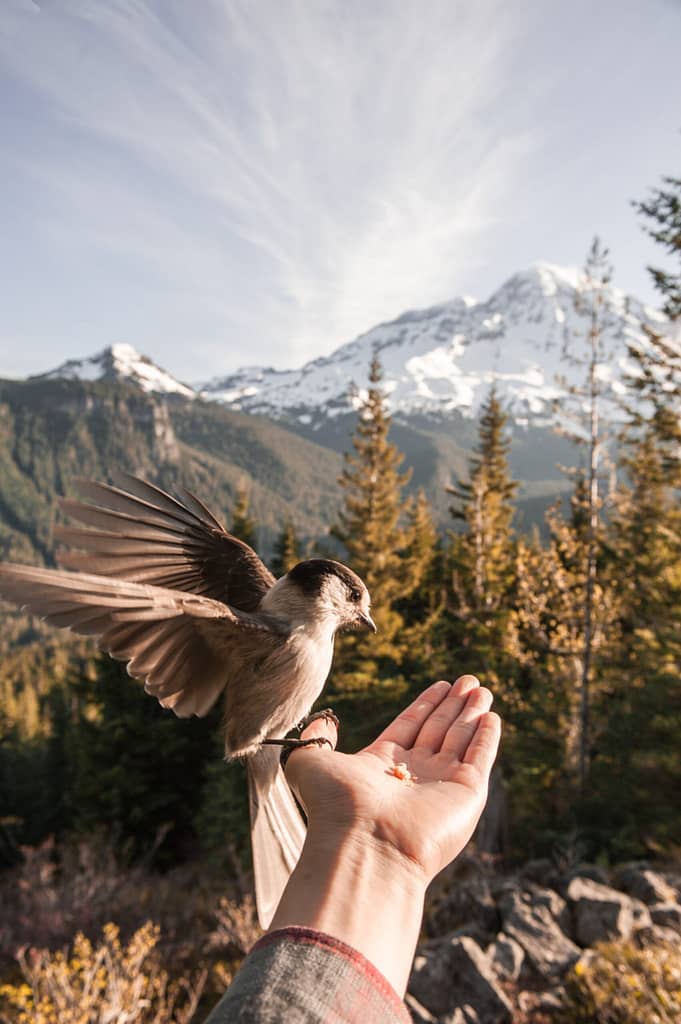 A bird perched on a hand. Like the picture, you can only attain peace by gaining control of your anger